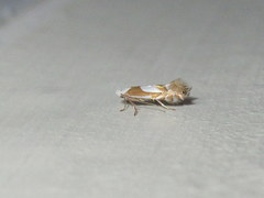 Phyllonorycter fitchella
