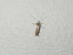 Phyllonorycter fitchella