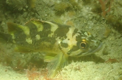 Sebastes chrysomelas