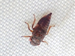 Iassus lanio