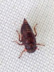 Iassus lanio