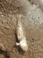 Echiichthys vipera