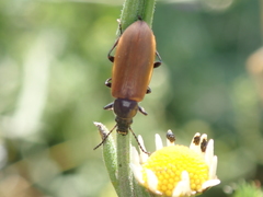 Megischia curvipes