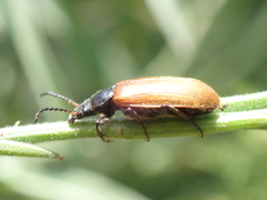 Megischia curvipes