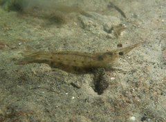 Penaeus latisulcatus