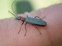Oedemera croceicollis