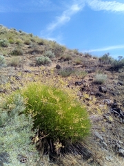 Cymopterus terebinthinus