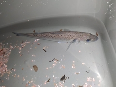 Dicentrarchus punctatus