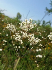 Oenanthe pimpinelloides