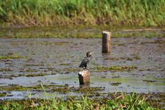 Microcarbo niger