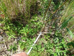 Oenanthe pimpinelloides