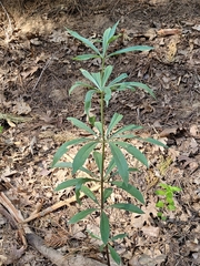 Lilium washingtonianum