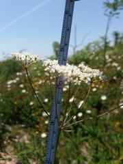 Oenanthe pimpinelloides