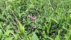 Lathyrus venosus