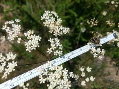 Oenanthe pimpinelloides