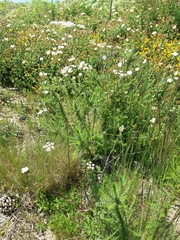 Oenanthe pimpinelloides