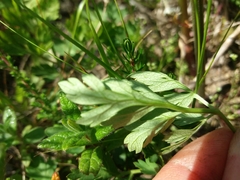 Oenanthe pimpinelloides