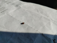 Cryptorhynchus fuscatus