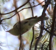 Phylloscopus trochiloides