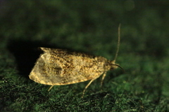 Syricoris