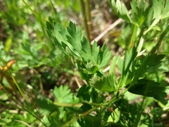 Oenanthe pimpinelloides