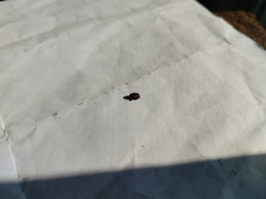 Cryptorhynchus fuscatus