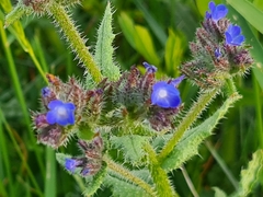 Anchusa arvensis arvensis