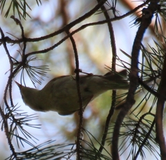 Phylloscopus trochiloides