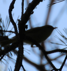 Phylloscopus trochiloides