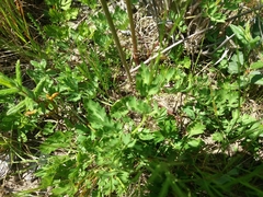 Oenanthe pimpinelloides