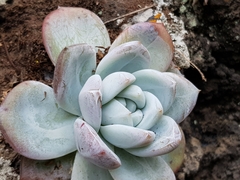 Echeveria colorata