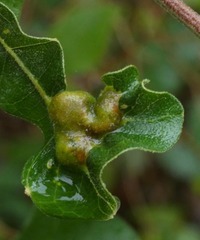 Neuroterus quercusirregularis