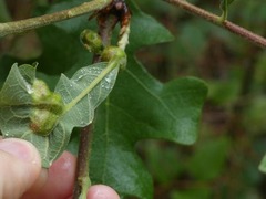 Neuroterus quercusirregularis