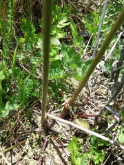 Oenanthe pimpinelloides