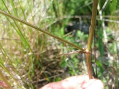 Oenanthe pimpinelloides