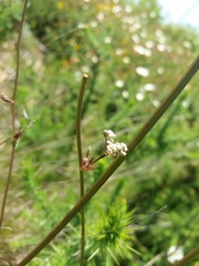 Oenanthe pimpinelloides