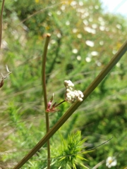 Oenanthe pimpinelloides
