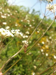 Oenanthe pimpinelloides