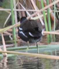 Gallinula galeata