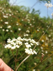 Oenanthe pimpinelloides