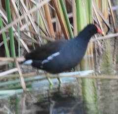 Gallinula galeata