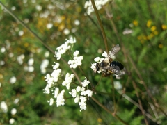 Oenanthe pimpinelloides