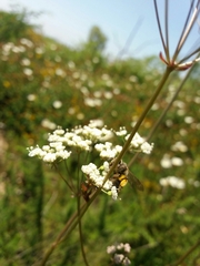 Oenanthe pimpinelloides