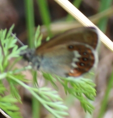 Coenonympha hero