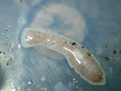 Dendrocoelum lacteum