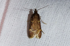 Aglossa electalis