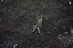 Corynorhinus mexicanus