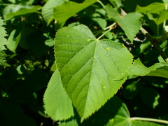 Eriophyes exilis