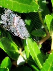Argiope aurantia image