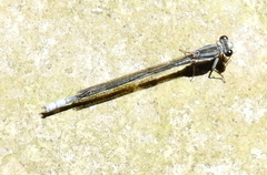 Pseudagrion furcigerum